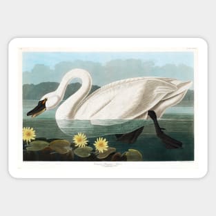 Common American Swan from Birds of America (1827) Sticker